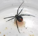 Red back spider picture