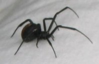 Red back spider picture