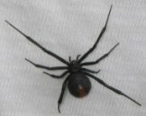 Redback spider picture