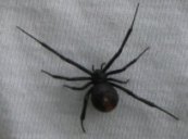 Redback spider picture