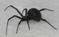 picture of red back spider