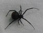 Red back spider picture