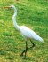 white heron bird picture