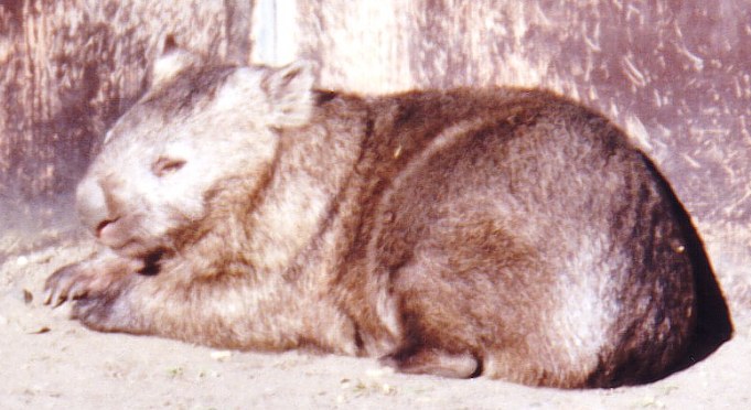 wombat picture 3