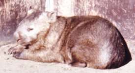 Wombat picture 3