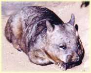 Wombat picture 1