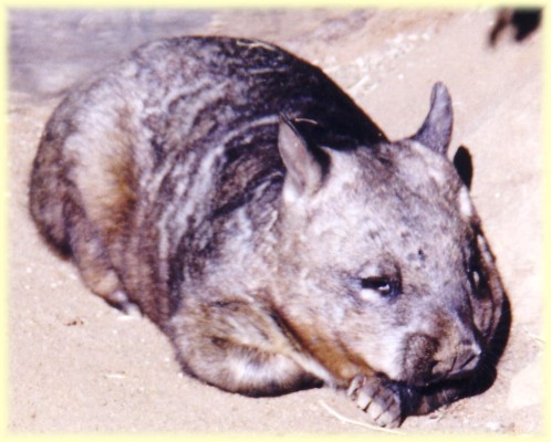 wombat picture 1